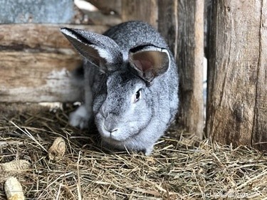 Understanding Normal vs. Abnormal Rabbit Poop: Key Signs of Your Pet s Health