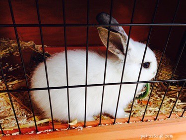 Understanding Normal vs. Abnormal Rabbit Poop: Key Signs of Your Pet s Health