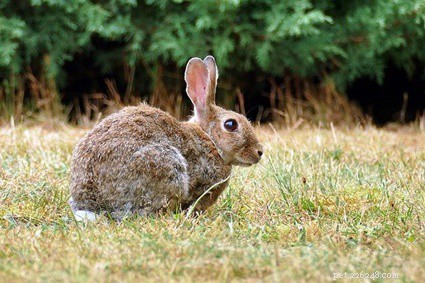 Rabbit Hearing: Ultrasonic Range & Superior Audio Detection