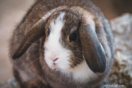 Recognizing Aging in Rabbits: 17 Key Signs & How to Support Them
