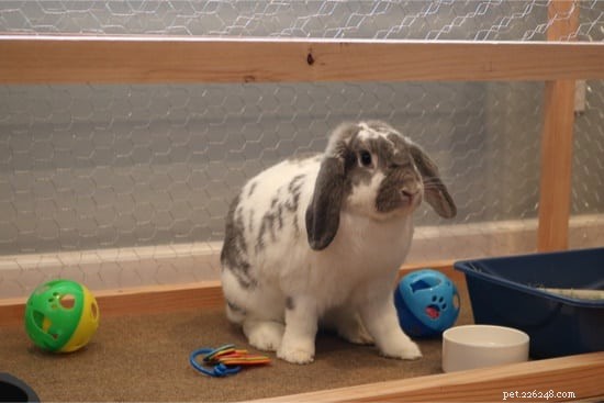 Step-by-Step Guide to Litter Train Your Rabbit Safely and Cleanly