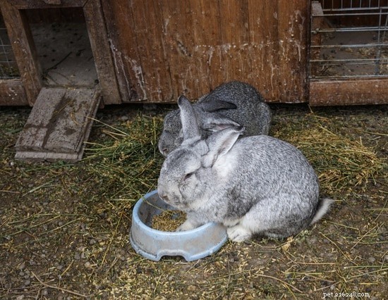Step-by-Step Guide to Litter Train Your Rabbit Safely and Cleanly