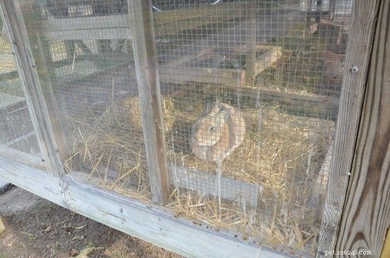 Step-by-Step Guide to Litter Train Your Rabbit Safely and Cleanly