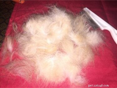 Understanding Excessive Rabbit Shedding: Causes & Solutions