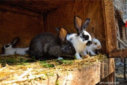 Understanding Excessive Rabbit Shedding: Causes & Solutions
