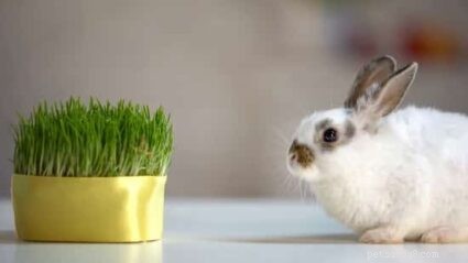 What Causes Rabbit Weight Loss & How to Address It