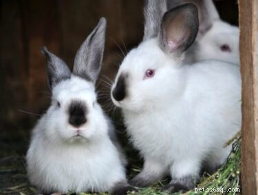 What Causes Rabbit Weight Loss & How to Address It