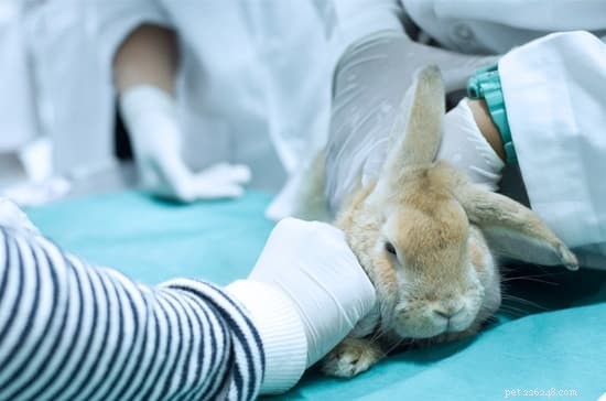 Treating Rabbit Dandruff (Cheyletiellosis): Effective Steps & Medications