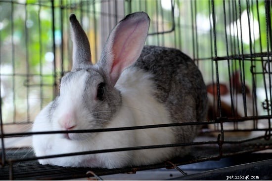 17 Proven Strategies to Keep Your Pet Rabbit Healthy, Happy, and Entertained