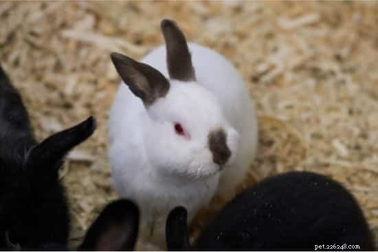Understanding and Managing Eye Discharge in Pet Rabbits
