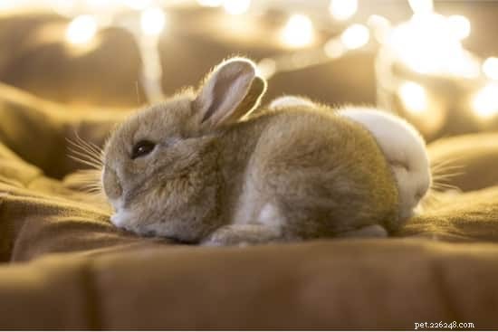 Understanding and Managing Eye Discharge in Pet Rabbits