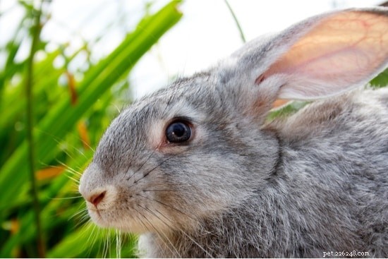 Understanding and Managing Eye Discharge in Pet Rabbits