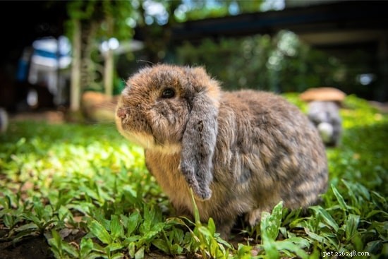 Do Rabbits Fear the Dark? Understanding Their Nighttime Behavior