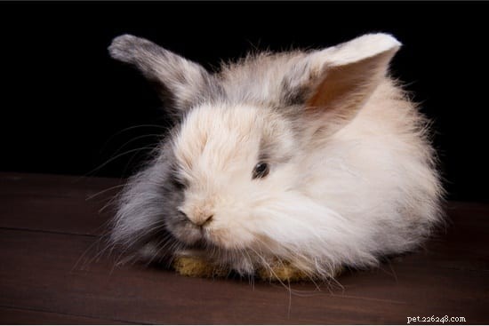 Do Rabbits Fear the Dark? Understanding Their Nighttime Behavior