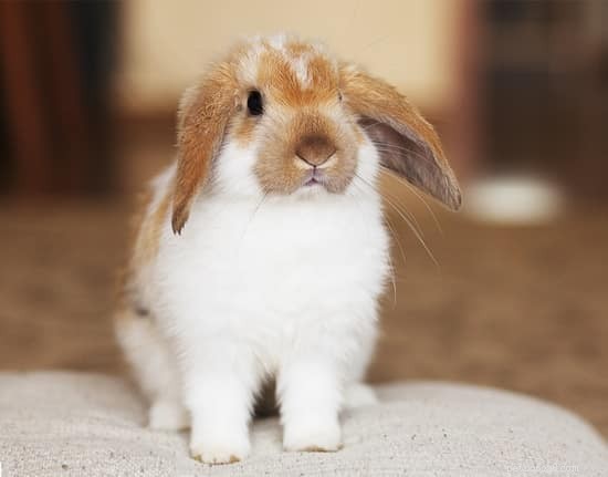 How to Safely Treat Urine Scalding (Wet Tail) in Rabbits