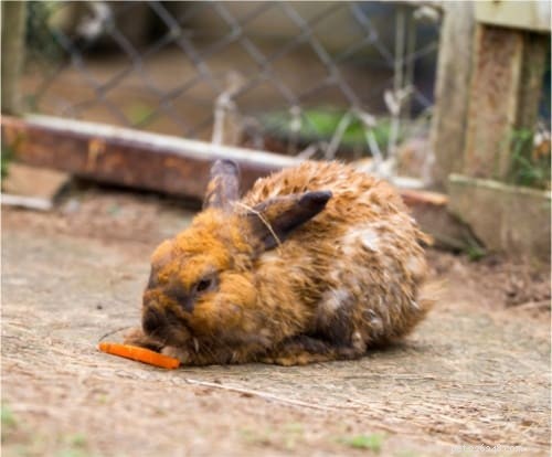 How to Safely Treat Urine Scalding (Wet Tail) in Rabbits