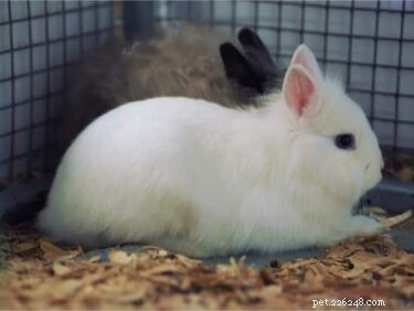 Do Rabbits Experience Hiccups? Understanding Causes and Prevention