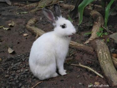 Do Rabbits Experience Hiccups? Understanding Causes and Prevention