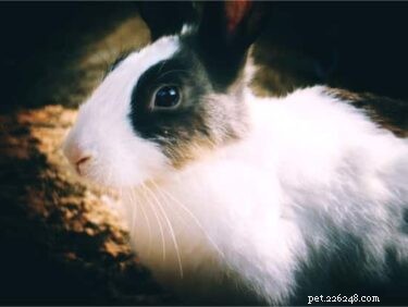 Effective Tick Removal and Prevention for Rabbits