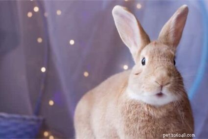 Do Rabbits Experience Hiccups? Understanding Causes and Prevention
