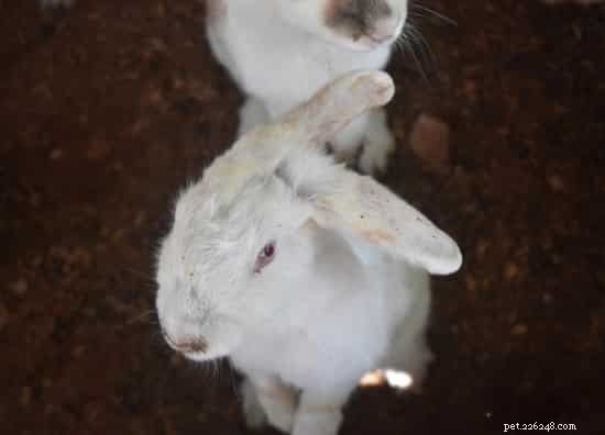 How to Diagnose and Treat Weak, Wobbly, or Shaking Rabbit Hind Legs
