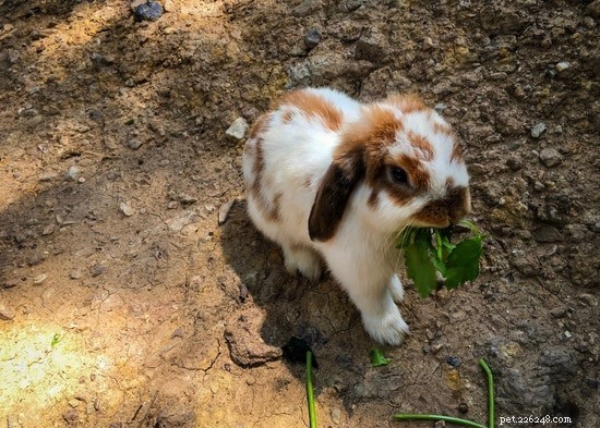 How to Diagnose and Treat Weak, Wobbly, or Shaking Rabbit Hind Legs