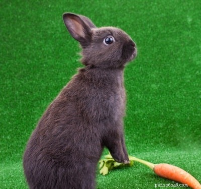 How to Diagnose and Treat Weak, Wobbly, or Shaking Rabbit Hind Legs