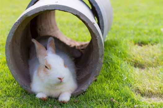 Safeguarding Your Rabbit: Proven Strategies to Keep Them Cool in Hot Weather