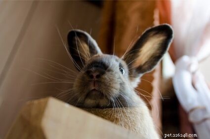 The Critical Role of Rabbit Whiskers: Function, Care, and Common Issues