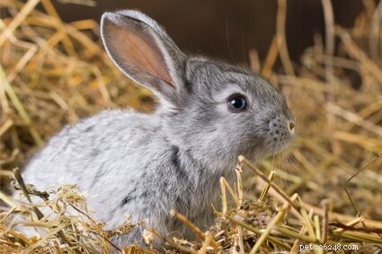 The Critical Role of Rabbit Whiskers: Function, Care, and Common Issues