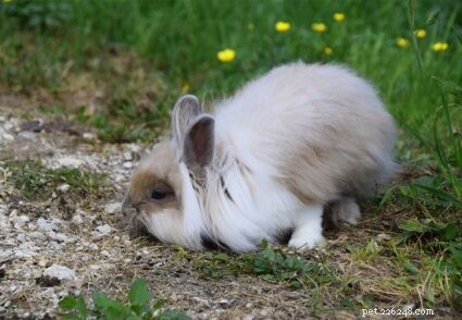 Effective Rabbit Constipation Care: Quick Relief & Prevention Tips