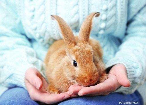 What Causes Cold Ears in Rabbits and How to Diagnose Illness