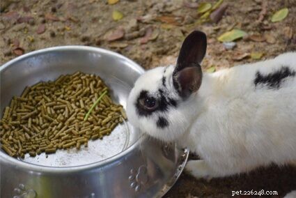 Effective Rabbit Constipation Care: Quick Relief & Prevention Tips