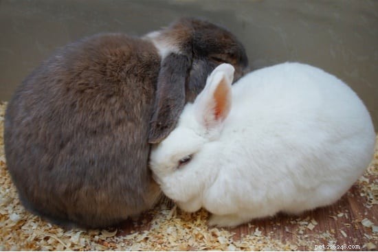 When Do Rabbits Go Into Heat? A Guide to Female Rabbit Reproductive Cycles