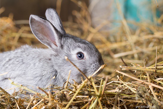 Understanding Breathing Sounds in Rabbits: Causes & Solutions