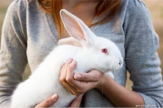When Do Rabbits Go Into Heat? A Guide to Female Rabbit Reproductive Cycles