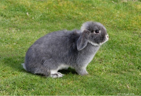 When Do Rabbits Go Into Heat? A Guide to Female Rabbit Reproductive Cycles