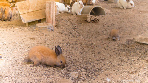 Rabbit Heart Attack: Recognizing Symptoms, Causes, and Proven Treatments