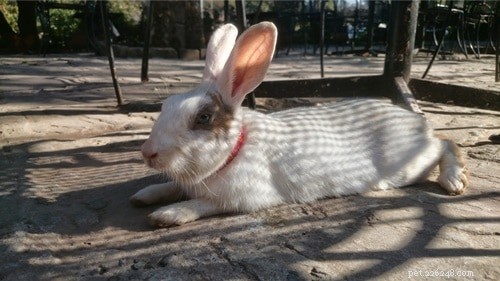 Rabbit Heart Attack: Recognizing Symptoms, Causes, and Proven Treatments