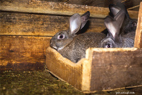 Why Does My Rabbit Have Gas? Causes, Symptoms & Prevention