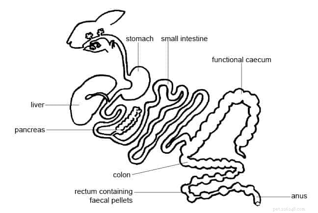 Why Does My Rabbit Have Gas? Causes, Symptoms & Prevention