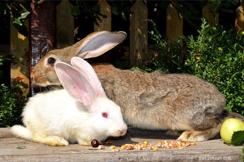 Why Does My Rabbit Have Gas? Causes, Symptoms & Prevention