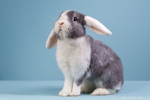 Why Your Rabbit Shakes: Key Causes and How to Help