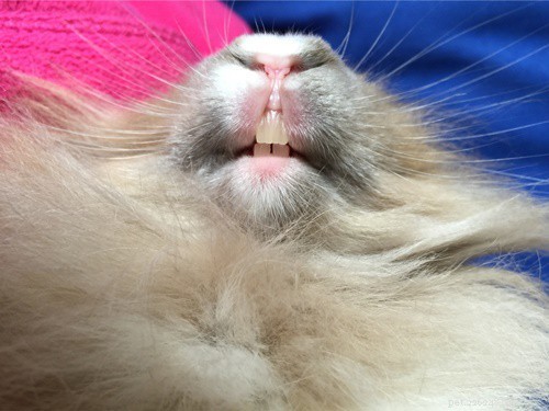 Restore Bright, Healthy Rabbit Teeth: Simple Steps to Remove Yellow, Brown & Black Discoloration