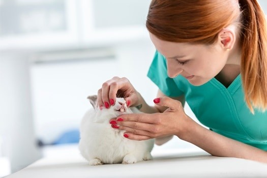 Restore Bright, Healthy Rabbit Teeth: Simple Steps to Remove Yellow, Brown & Black Discoloration
