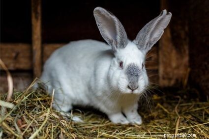 Effective Strategies for Removing Hairballs in Rabbits