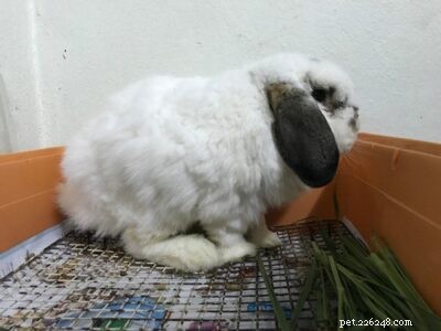 What Healthy Rabbit Urine Looks Like: Signs Your Pet Is in Good Condition