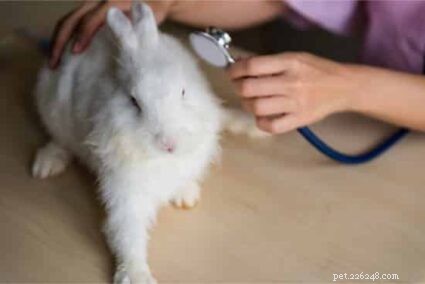10 Clear Indicators Your Rabbit Is Approaching the End of Life