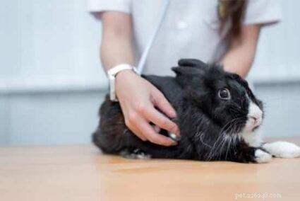 10 Clear Indicators Your Rabbit Is Approaching the End of Life