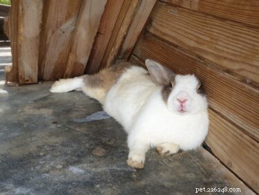 What Does It Mean When Your Rabbit Shakes and Lies Down?